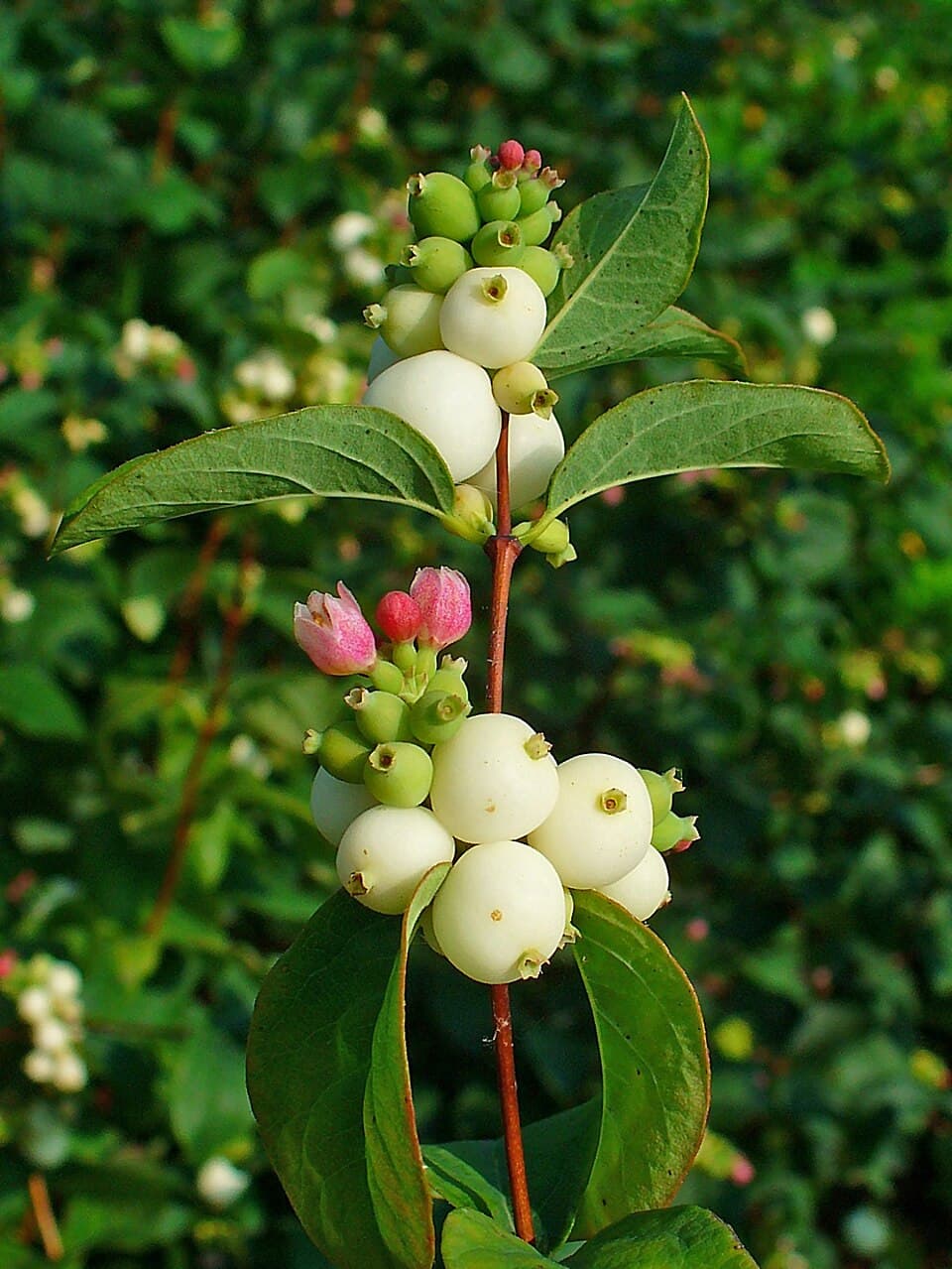 Common snowberry