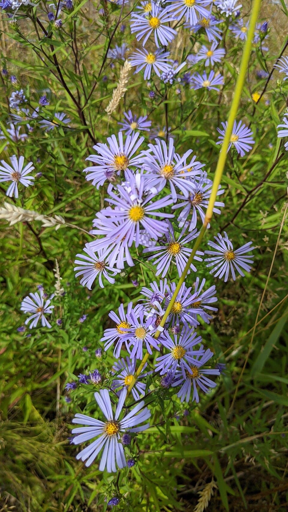 Douglas' aster